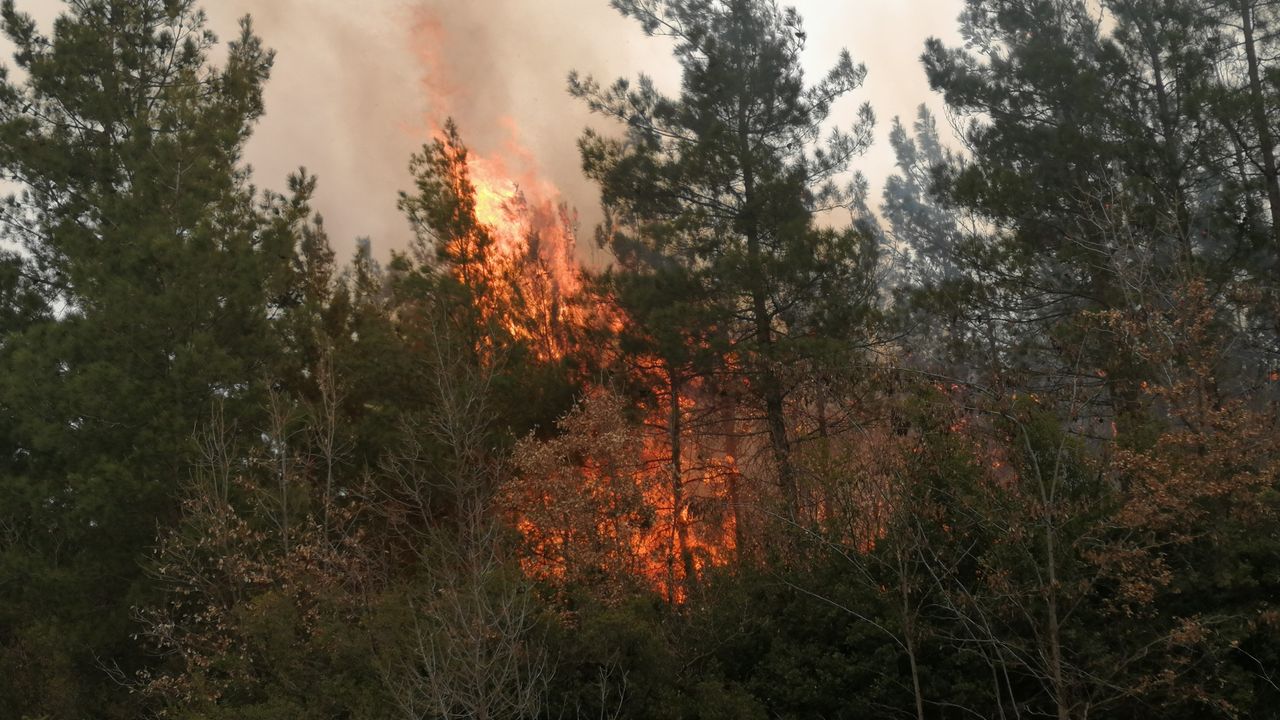 Tokat'ta orman yangını çıktı