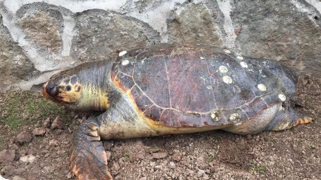 Türü tükeniyor: 100 kiloluk deniz kaplumbağası kıyıya vurdu