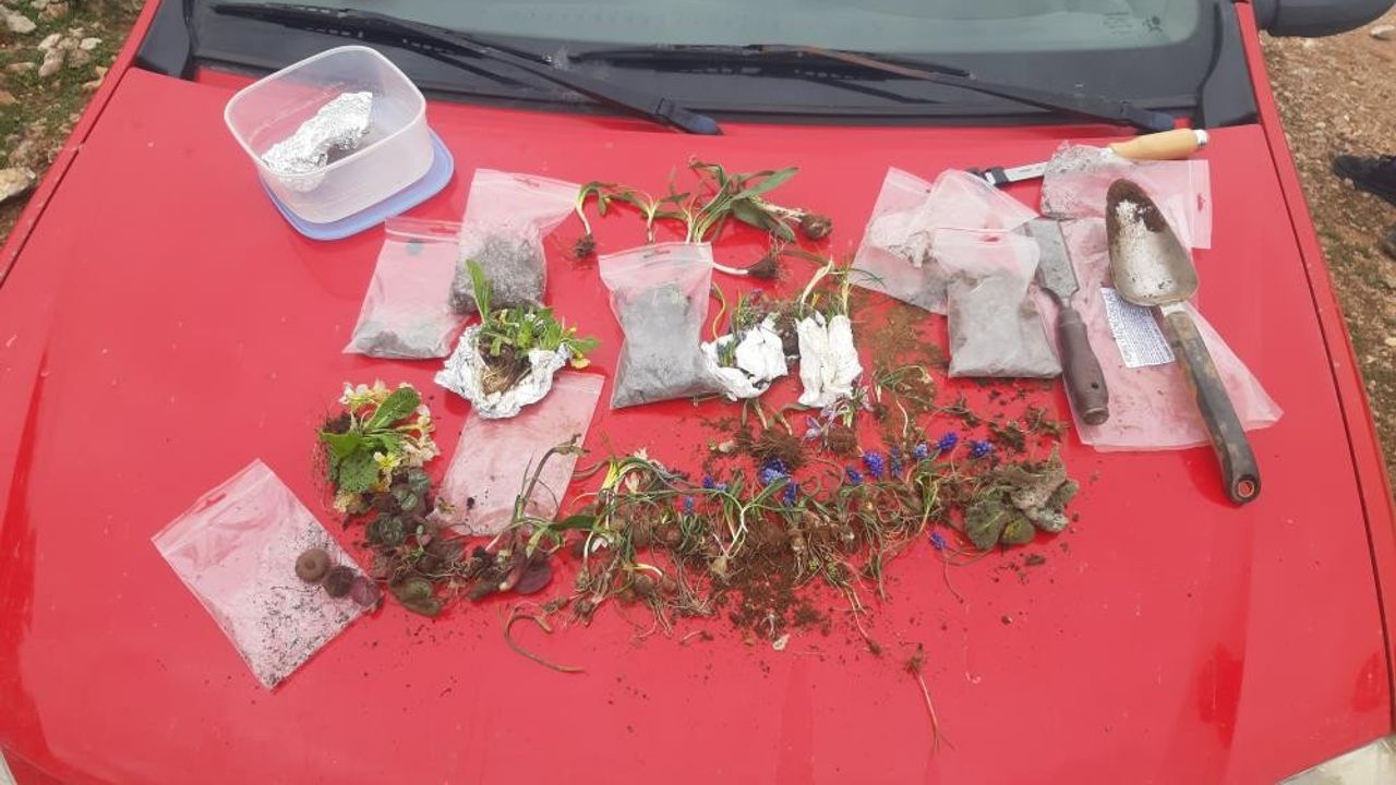 Slovakya'dan Amasya'ya giden kişi 12 bitki türünü çalarken yakalandı!