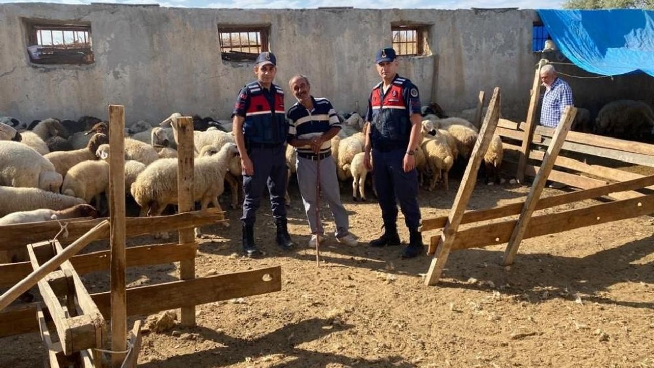 Malatya’da kaybolan 17 koyunu jandarma buldu