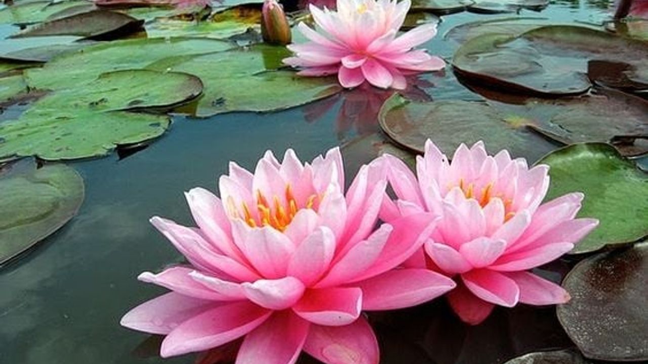 Lotus çiçeği ne anlama gelir? Lotus çiçeği özellikleri nelerdir?