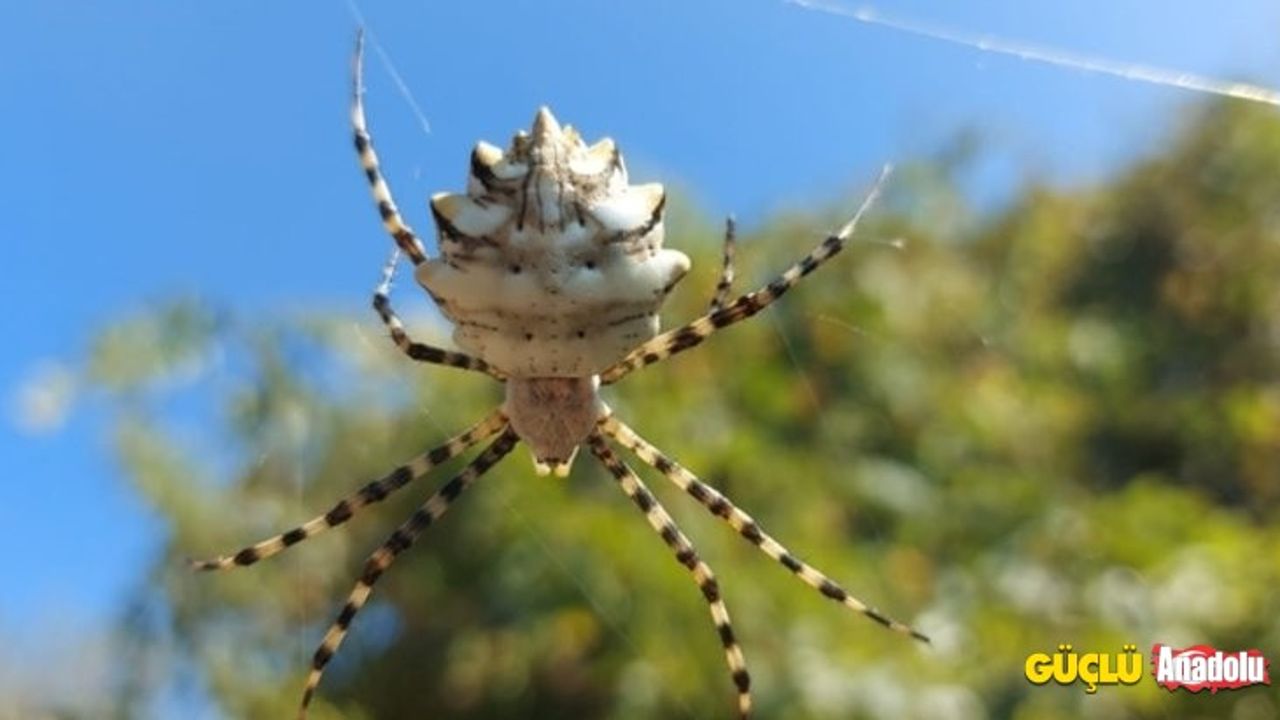 Dünya'nın en zehirli örümceklerinden birisi olan "Argiope Lobata" Türkiye'de görüldü!