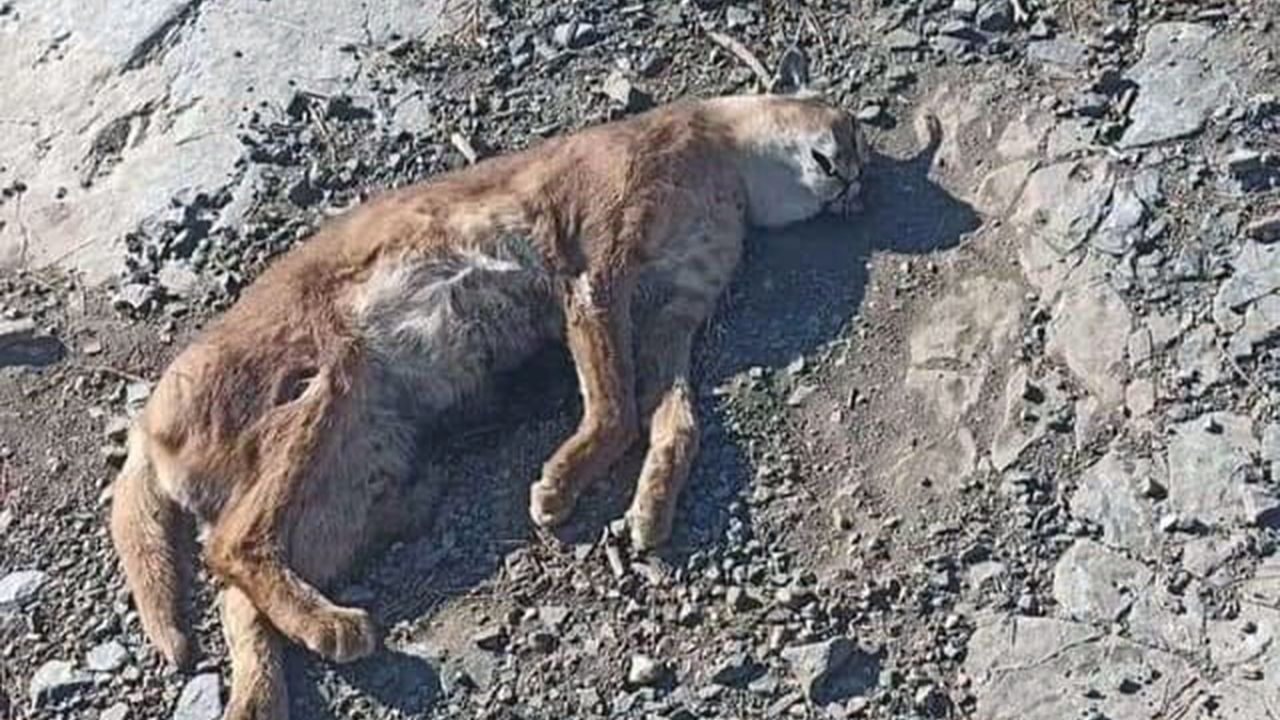 Kavaklıdere'de ‘Orman’ın hayalet Kedisi’ Karakulak ölü bulundu