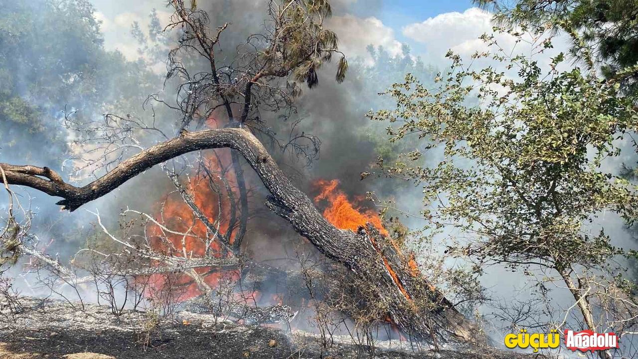 Ankara’da ağaçlık alan yandı