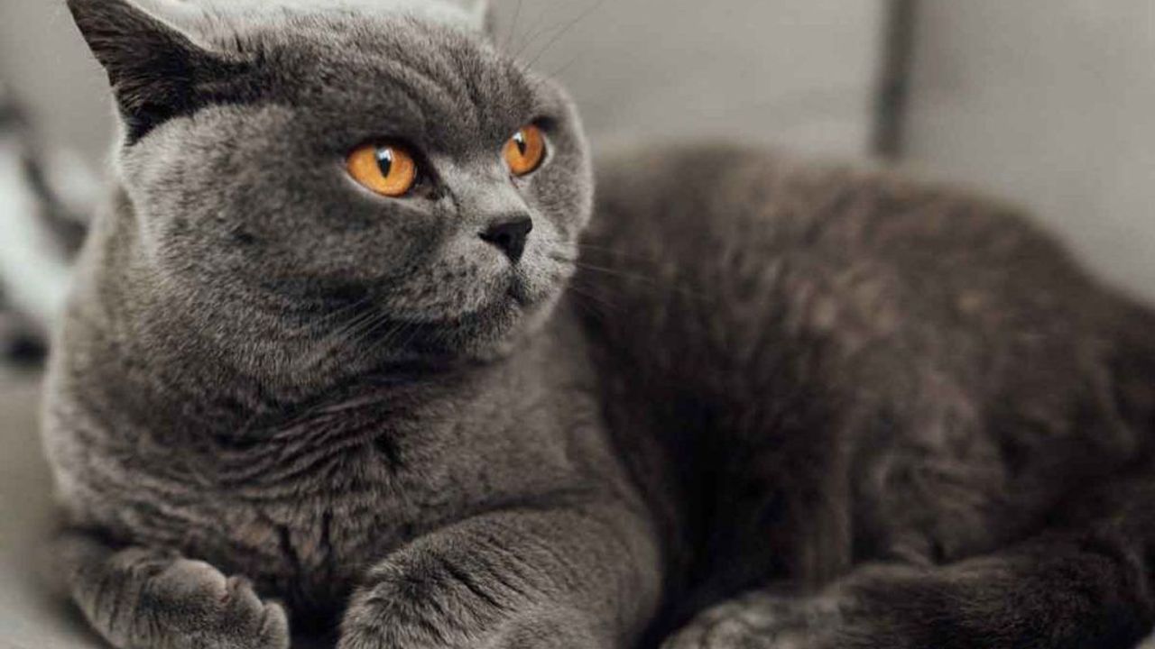 British Shorthair cinsi kedilerin kronik hastalıkları nelerdir? British Shorthair nasıl ürer?