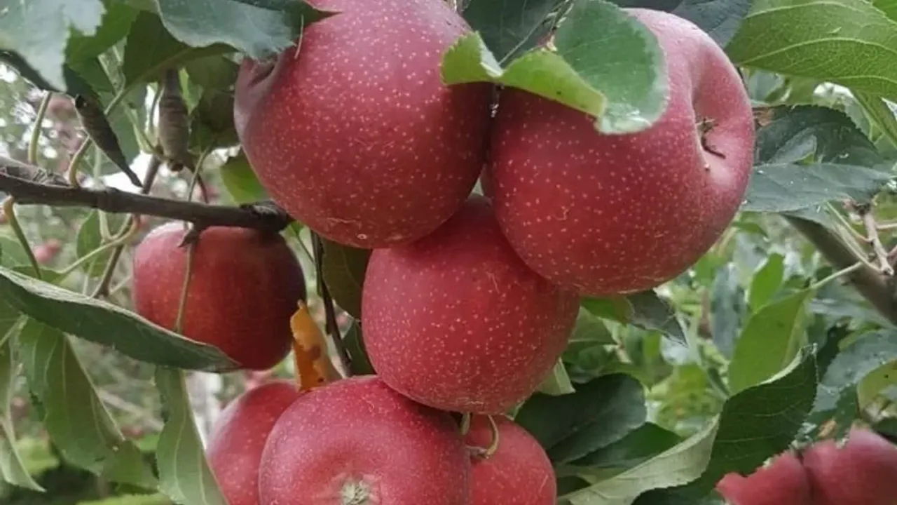 Hakkari Yüksekova'da ton ton elma hasadı
