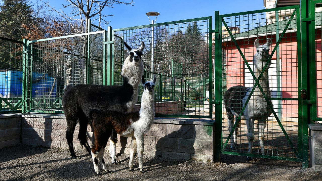 Evcil Hayvan Parkının yeni üyeleri Albino Kanguru ve Lama