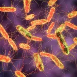 Belçika’da yumurtalarda Salmonella paniği: 300 vaka bildirildi
