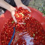 Adana'da kızılcık şerbeti mesaisi başladı