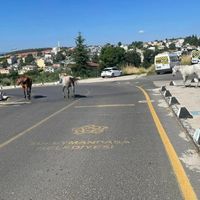 Asayiş