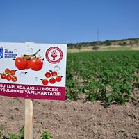 Ankara