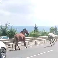 Asayiş