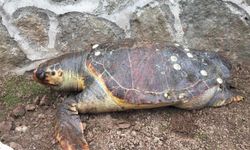 Türü tükeniyor: 100 kiloluk deniz kaplumbağası kıyıya vurdu
