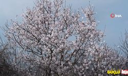 Edirne'de Badem Ağaçları Erken Çiçek Açtı