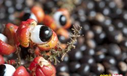 Zayıflamak isteyenlere yeni formül: Guarana kahvesi