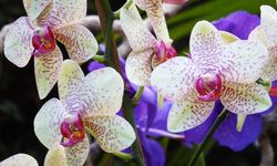Orkide bakımı nasıl yapılır? Orkide nasıl çoğaltılır?