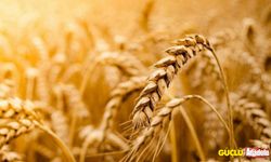 Rusya'dan yeni adım: Afrika'ya ücretsiz tahıl tedarik edecek