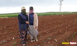 Kilis'te biber fidelerini toprakla buluşturdu