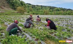 Zonguldak'ta osmanlı çileği üreticileri hasat için gün sayıyor