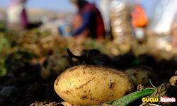 TÜİK açıkladı: Mayıs ayında en çok patates pahalandı