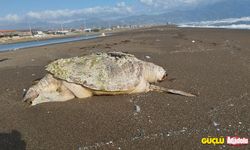  Hatay'daki sahilde ölü caretta caretta bulundu!