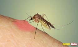 Yaz aylarının korkulu rüyası sivri sineklerden korunmanın yolları: Bunları kesinlikle deneyin