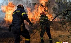 Çanakkale Ayvacık'ta orman yangını