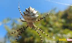 Argiope lobata nedir? Argiope lobata zehirli mi? İnsana zarar verir mi?