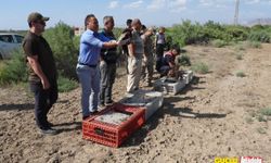 Iğdır'da bin adet sülün doğaya bırakıldı