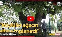 Bu Ağaç 929 Yaşında