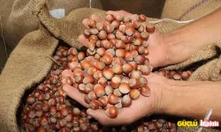 Fındık fiyatları açıklandı mı? 2023'de fındık fiyatı ne kadar olacak?