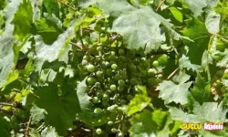Koruk nedir? Koruk suyu nasıl yapılır?