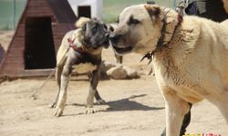 OMÜ Veteriner Fakültesi'nden yenilikçi proje: Kangal Köpekleri ve TÜBİTAK İşbirliği!