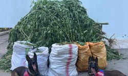 Denizli'de İl Jandarma 72 kilo kubar esrar ve 360 kök kenevir ele geçirildi