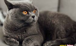 British Shorthair cinsi kedilerin kronik hastalıkları nelerdir? British Shorthair nasıl ürer?