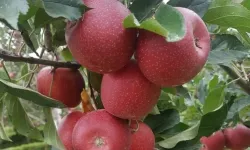Hakkari Yüksekova'da ton ton elma hasadı