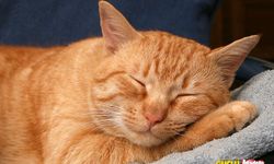 Dünyada kedi cinsleri nelerdir? Kedi cinslerinin kronik hastalıkları nelerdir? Kediler nasıl ürer?