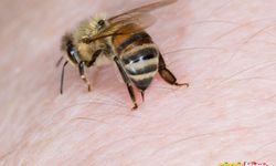 Arı alerjisine karşı uzmanlar uyarı!