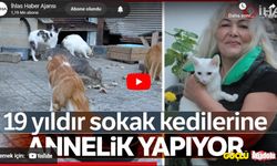 Ordu'da yaşayan Ayla Gözükan, 19 yıldır sokak kedilerine bakıyor!