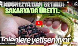 Endonezya'nın lezzet hazinesi, Açe Fasulyesi Türkiye'de yetişiyor