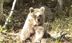 Hakkari Yüksekova'da Nemrut ayıları görüntülendi!