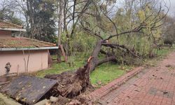 Edirne'de şiddetli fırtına ağaçları kökünden söktü