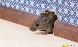 Evdeki farelerden doğal yöntemlerle kurtulmak