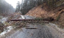Kastamonu'da devrilen ağaç yolu kapattı