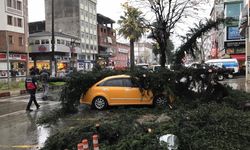 Rize'de fırtınanın devirdiği ağaç taksilere zarar verdi!