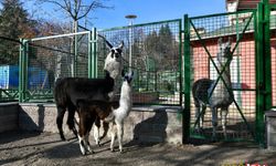 Evcil Hayvan Parkının yeni üyeleri Albino Kanguru ve Lama