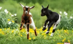 Türkiye'nin devam sütü Baby Goat
