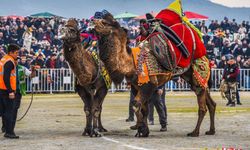 İzmir’de deve güreşi festivali yoğun ilgi gördü