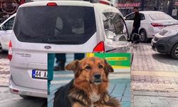 Malatya'nın Maskot Köpeği "Badem" Trajik Bir Kaza Sonucu Kaybetti!