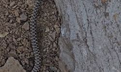 Elazığ’da zehirli kocabaş yılanı görüntülendi